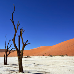 Deadvlei, Sossusvlei. Namibia