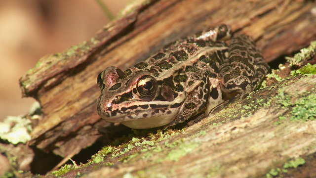Northern Leopard Frog (Rana pipiens) 2