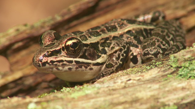Northern Leopard Frog (Rana pipiens) 4
