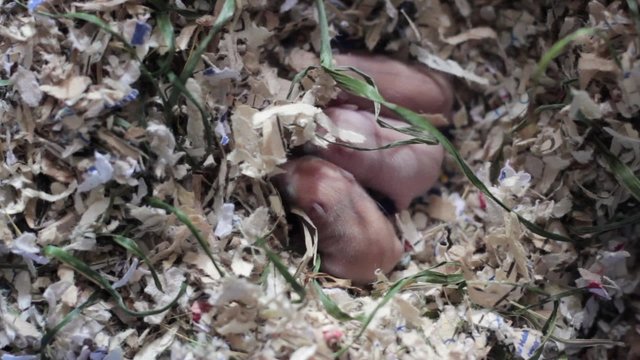 newly born bald mice