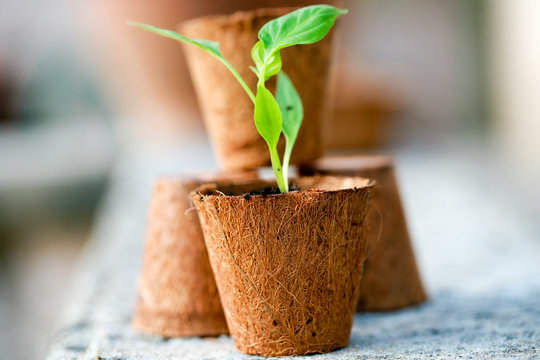 Plant De Poivron Dans Un Pot De Coco Compressé