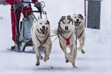 Sled dog