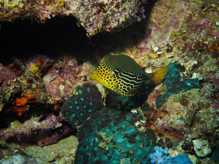 Underwater, Solor Boxfish