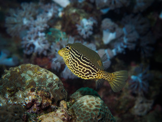 Solor Boxfish
