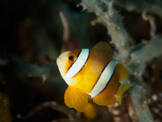 Fototapeta na wymiar Underwater maco - Spinecheek Anemonefish