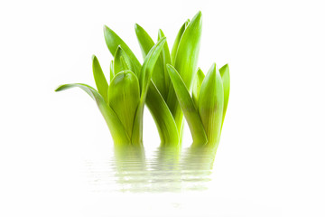 Osterblumen, Hyazinthe 