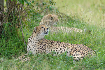 cheetah © Herbert