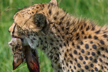 cheetah © Herbert
