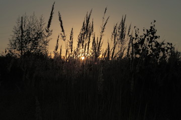 Fototapeta premium field of grass during sunset