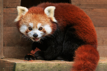 Fototapeta premium Red panda eating in a ZOO