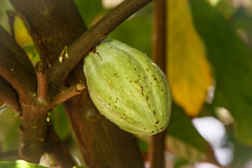 cocoa green fruit on plant, closeup photography