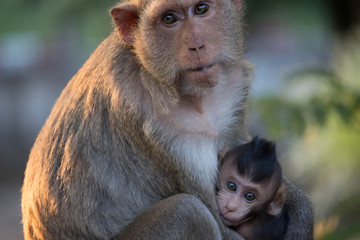 サルの親子の愛
