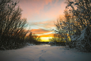 Winter sunset in the forest.Colorful winter scene in the snow-covered forest.