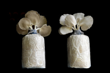 Oyster mushroom grow from cultivation,black background