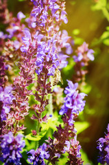 Fototapeta premium Bee at Purple Flower