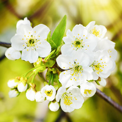 Spring Flower Blossom