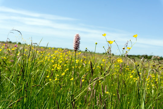 Colorful meadow in spring and blue sky. Green grass, Persicaria  amphibia and buttercup. Sunny day, nobody.