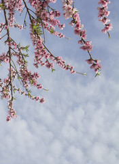 Pink spring blosssom