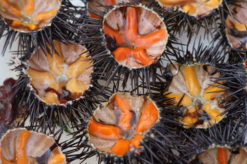 Riccio di mare