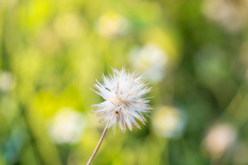 grass flower