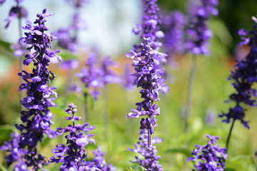 Violet flowers