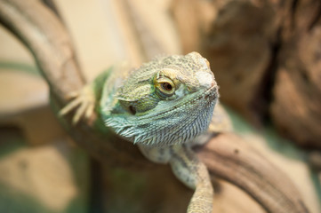 Iguane dans un terrarium 