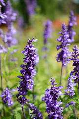 Obraz premium Violet flowers