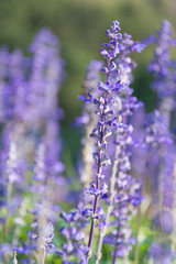 Obraz premium Purple flowers in meadow