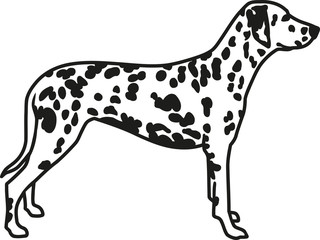 Dalmatian with spotted coat