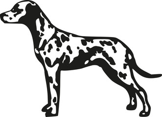 Obraz premium Dalmatian spotted coach dog