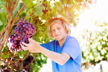 Boy in vineyard