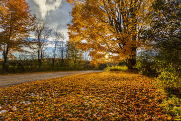 golden foliage of sugar maple tree by rural roadside at sunset