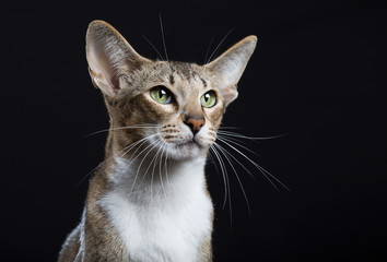 Fototapeta premium Beautiful cat with big ears on a black background