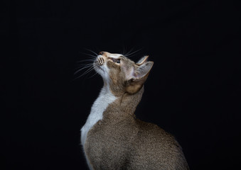 Beautiful cat with big ears on a black background