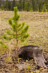 Burnt stump and new tree