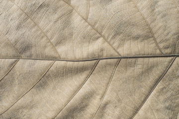 dry leaf texture and background