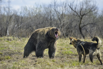 Big Brown Bear with dog