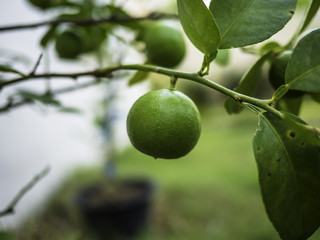 lime tree