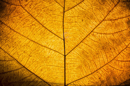 leaf texture and background