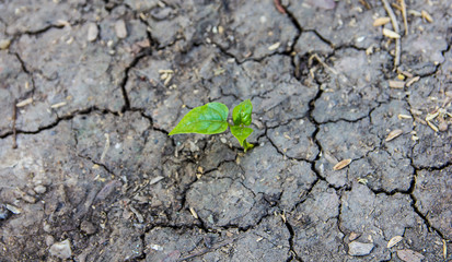 Dry clay and new born  green leaf