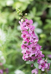 Fototapeta premium pink Angelonia goyazensis flower