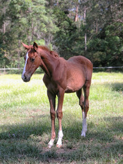 Young horse standing in paddock, Queensland, Australia