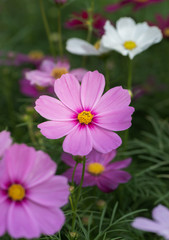 pink cosmos blooming