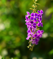 Flower Duranta in the garden (Duranta repens L,Duranta erecta L)