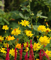 Fototapeta premium Yellow cosmos flower in garden