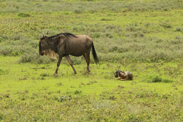 Naklejka na ściany i meble During the Great Migration in South Serengeti, a wildebeest gives birth to a new member of herd. Those pictures form a series of pictures that show the moment when the new calf was born.