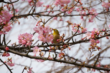 河津桜とメジロ