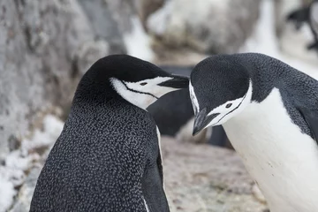 Poster Chinstrap penguins, Antarctica. © Johannes Jensås