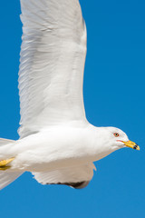 Seagull