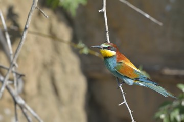 European bee-eater (Merops apiaster) on the branch